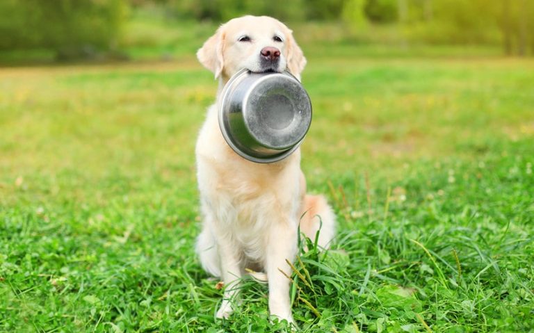 Can Dogs Have Garlic? Debunking Myths About Canine Nutrition