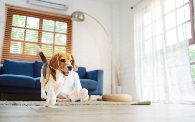 Furniture Ideas for Pet-Friendly Homes