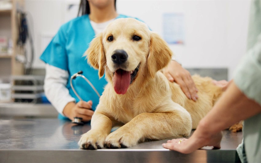 Customizable Dog Insurance Plans