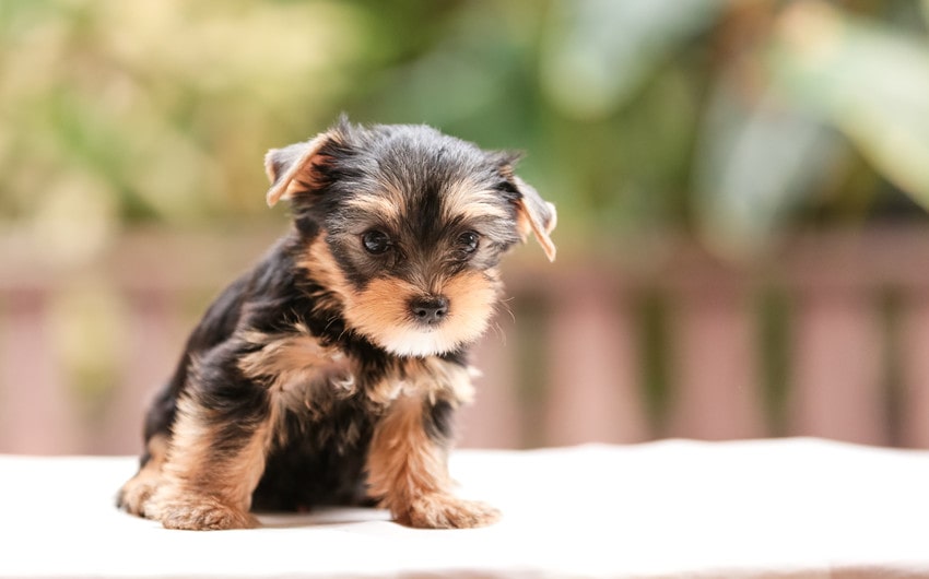 Prepare Your Home Before Buying A Yorkie Puppy 