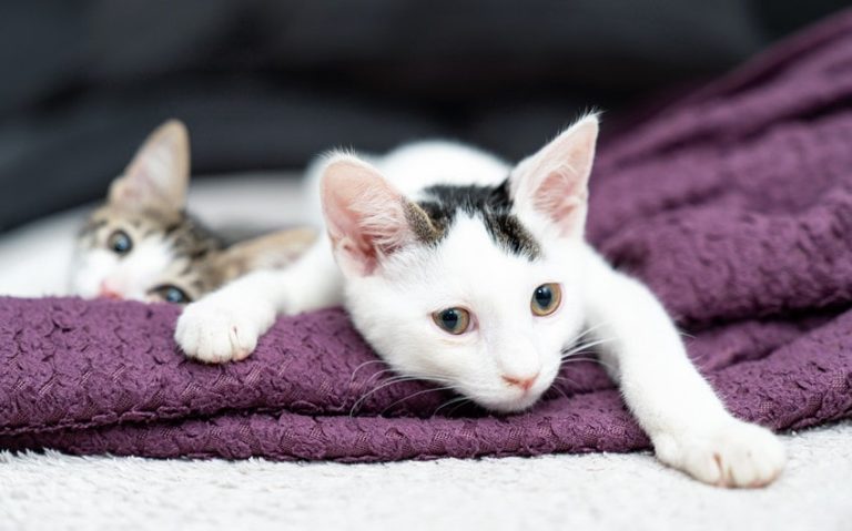 Kittens Everywhere: Here’s What You Actually Need To Know Before Bringing One Home