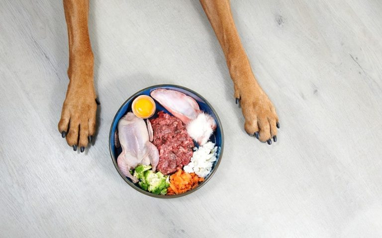 The Case for Raw Dog Food: Why More Owners Are Making the Switch